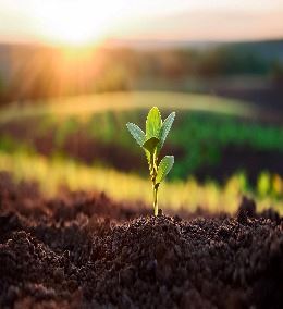 Earth Day Plant Growing