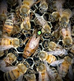 Bees