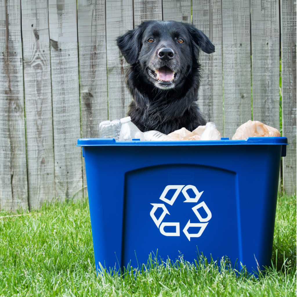 A dog behind a recycling bin