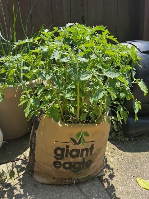 Plants in a giant eagle bag