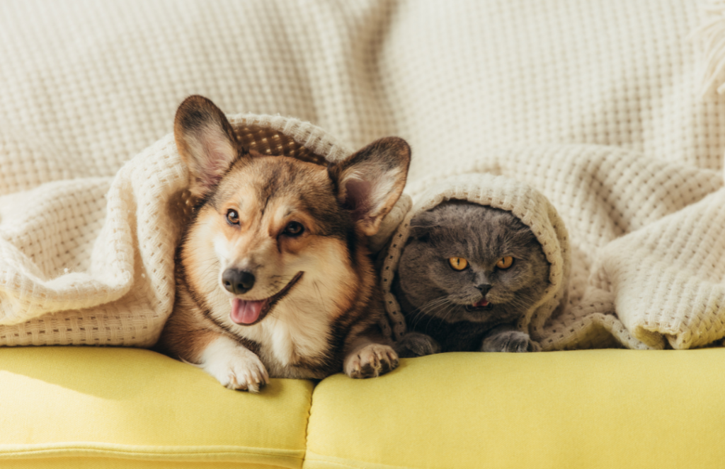 A corgi and a cat under a blanket.