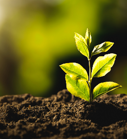 Sprout
