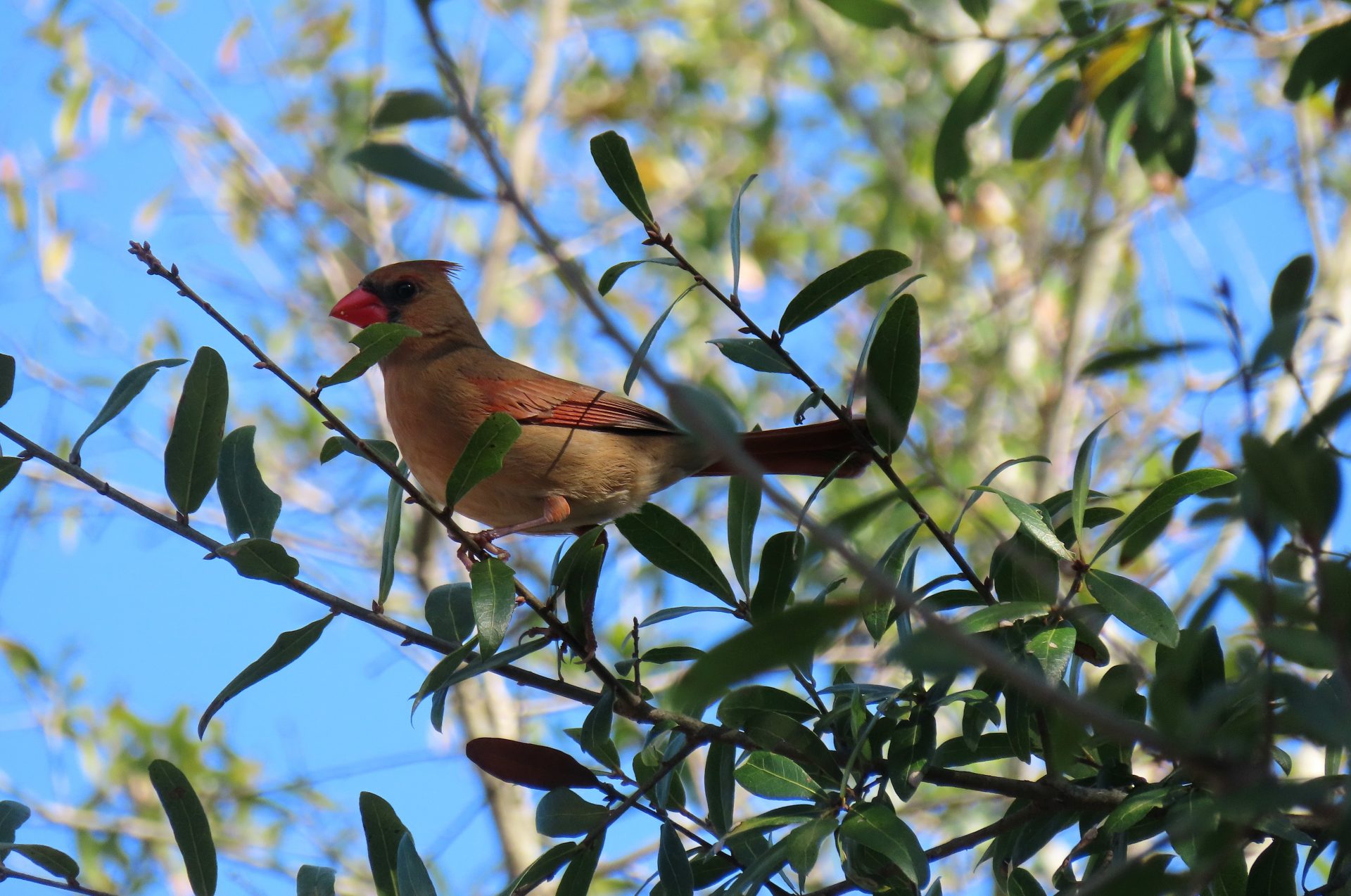 Female cardinal bird on tree