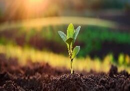 Earth Day Plant Growing