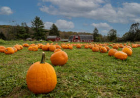 Pumpkins arranged on grass field in front of old red barn and corn stalks under blue cloudy sky for fun fall family activity