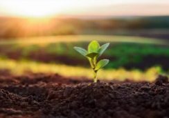 a small green plant sprouts from dark soil symbolizing growth and renewal against a blurred background of fields