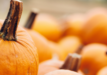 pumpkin stock